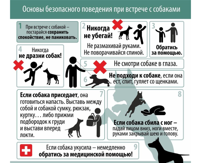 Что делать и куда обращаться жителям Кировского при встрече с бездомными собаками?. Что делать и куда обращаться жителям Кировского при встрече с бездомными собаками?.